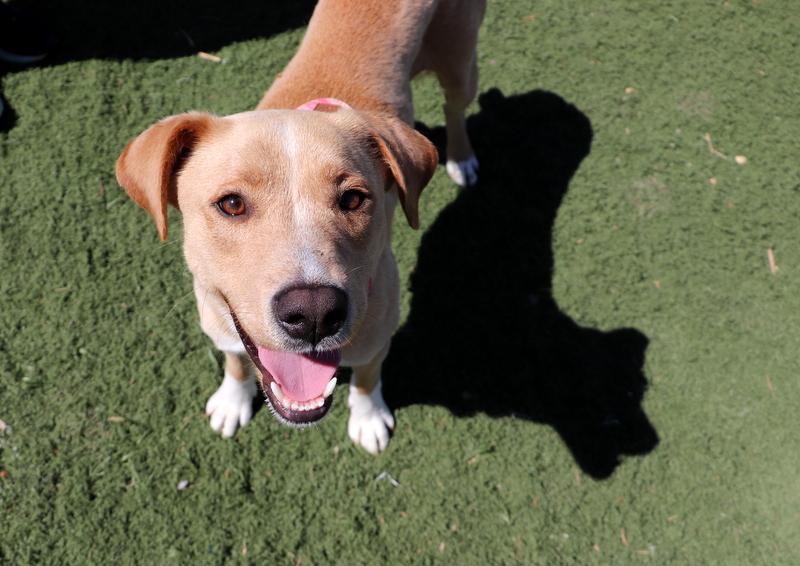 Enlarge Prim, a ADOPTABLE mixed breed in Jackson, MS image 3/5