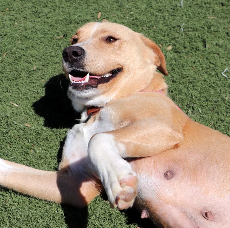 Enlarge Prim, a ADOPTABLE mixed breed in Jackson, MS image 5/5
