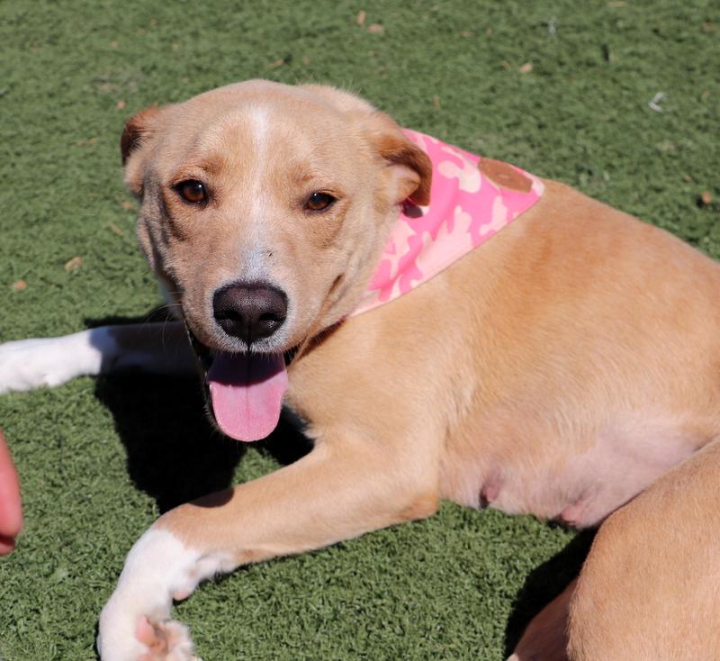 Enlarge Prim, a ADOPTABLE mixed breed in Jackson, MS image 4/5