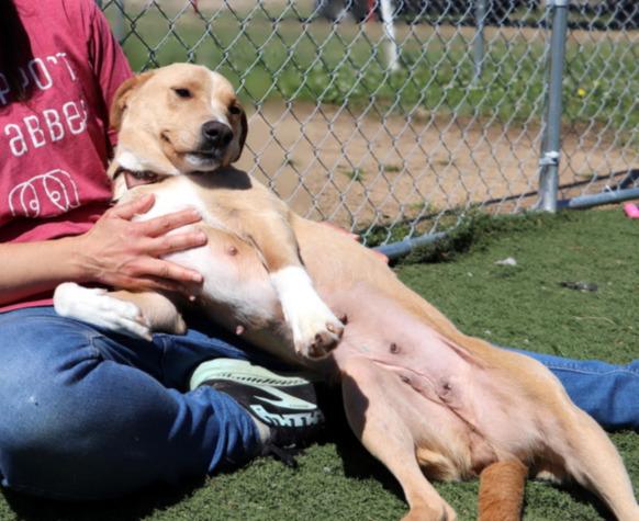 Enlarge Prim, a ADOPTABLE mixed breed in Jackson, MS image 2/5
