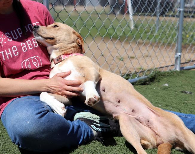Enlarge Prim, a ADOPTABLE mixed breed in Jackson, MS image 1/5