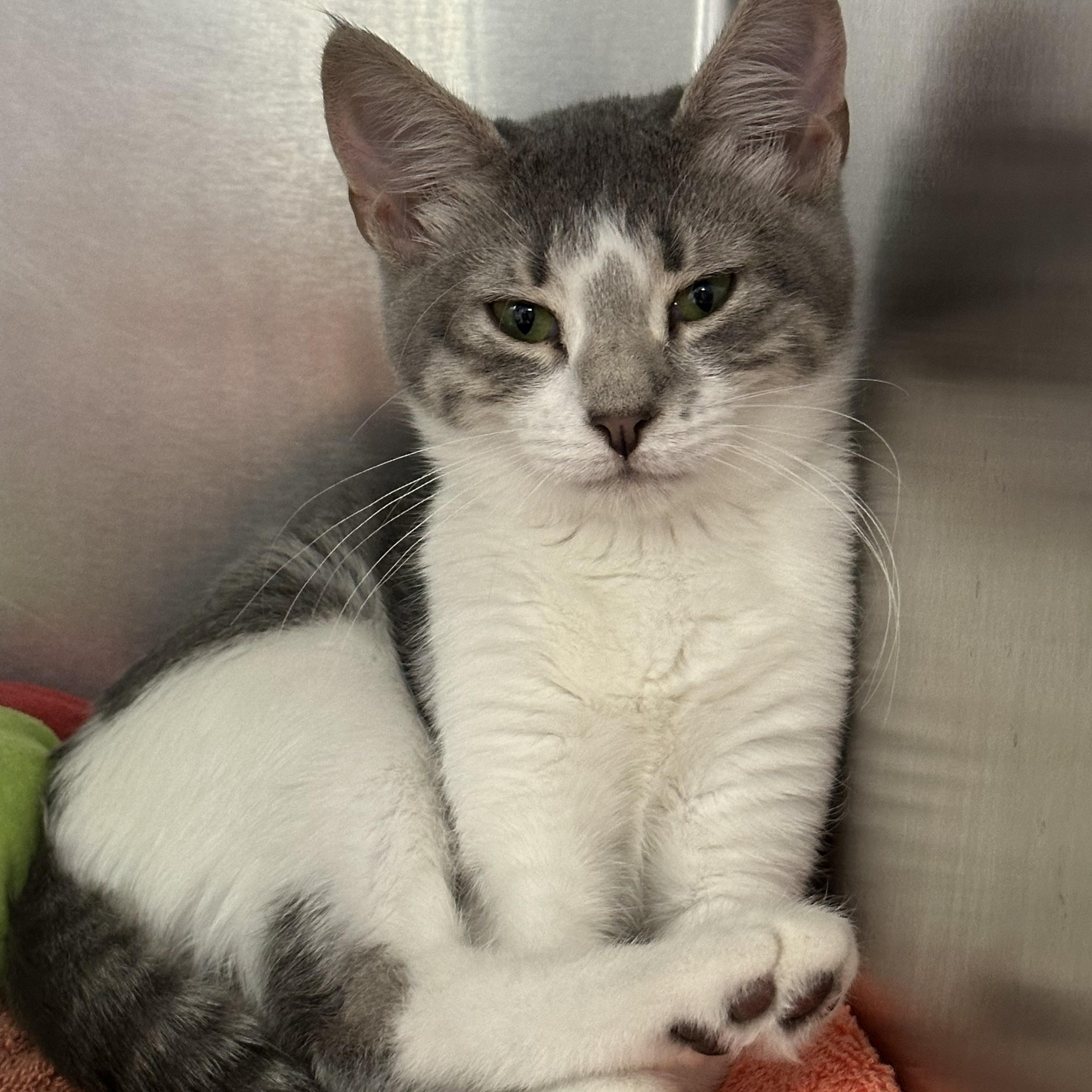 Luna, Adoptable, Kitten Female Domestic Short Hair.