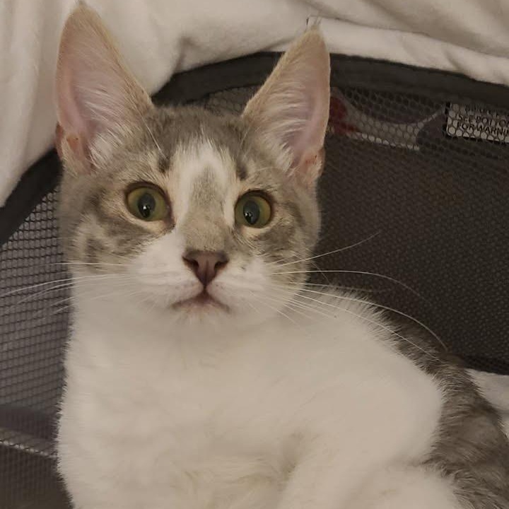 Enlarge Luna, a Adoptable Domestic Short Hair in Clifton, NJ image 4/5