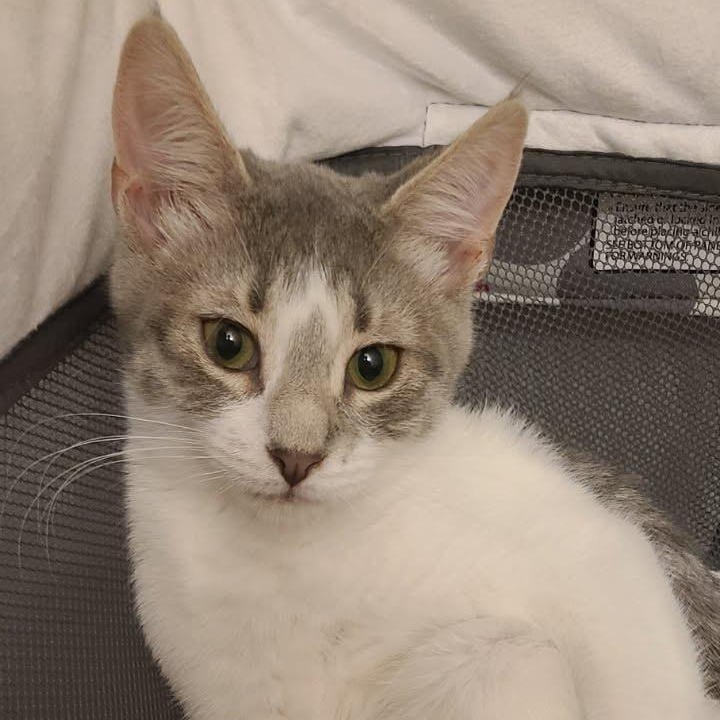 Enlarge Luna, a Adoptable Domestic Short Hair in Clifton, NJ image 2/5