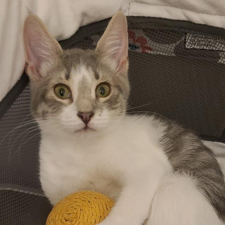 Enlarge Luna, a Adoptable Domestic Short Hair in Clifton, NJ image 3/5