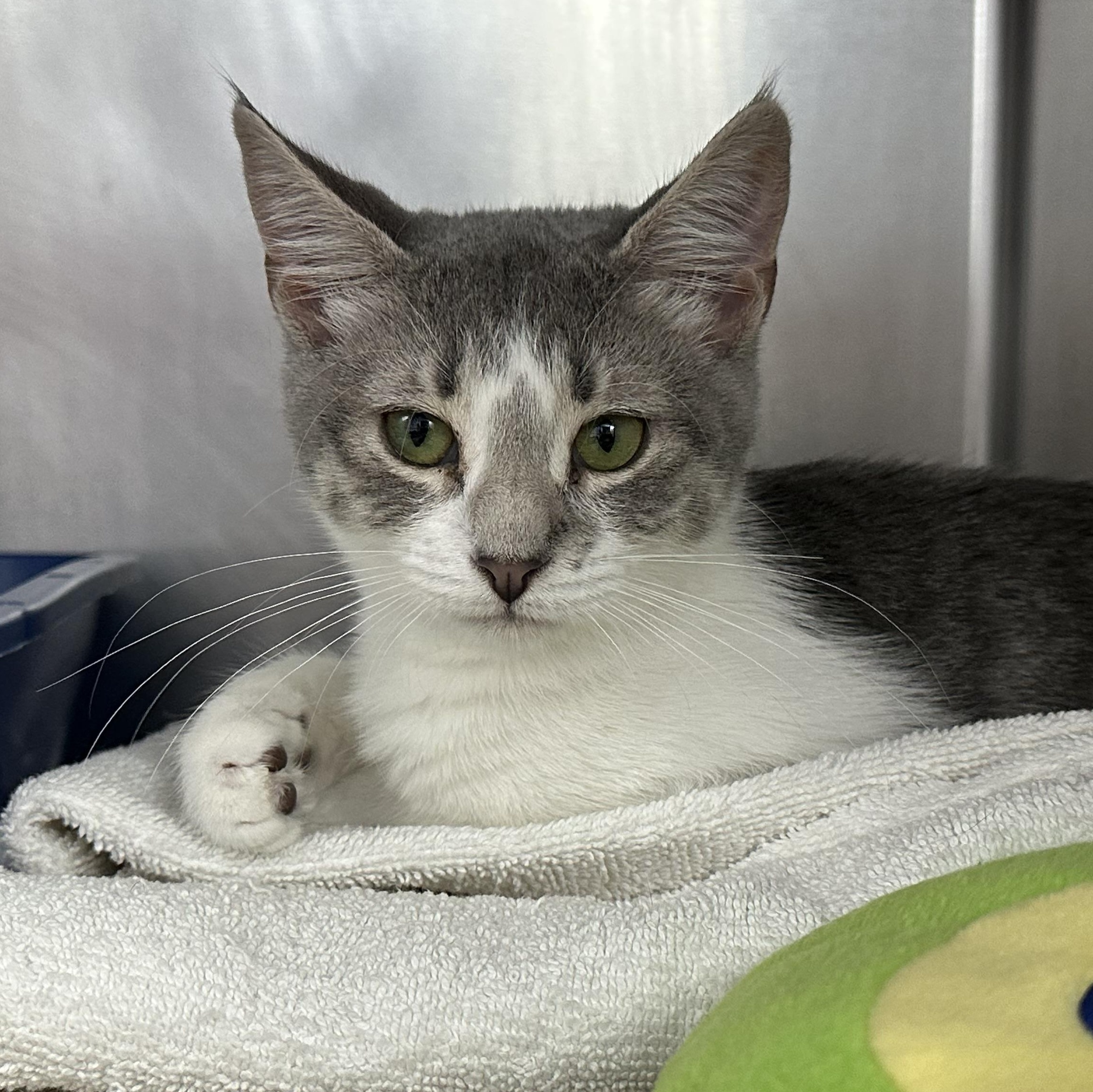 Enlarge Luna, a Adoptable Domestic Short Hair in Clifton, NJ image 5/5