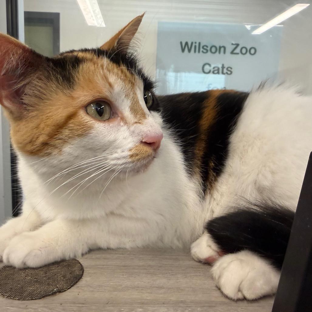 Enlarge Claire, a Adoptable Domestic Short Hair in Garfield, AR image 1/1