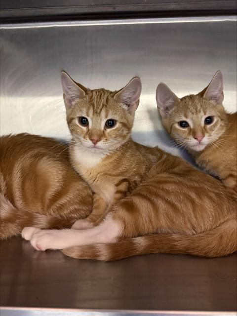 A798703, Adoptable, Kitten Male Domestic Short Hair.