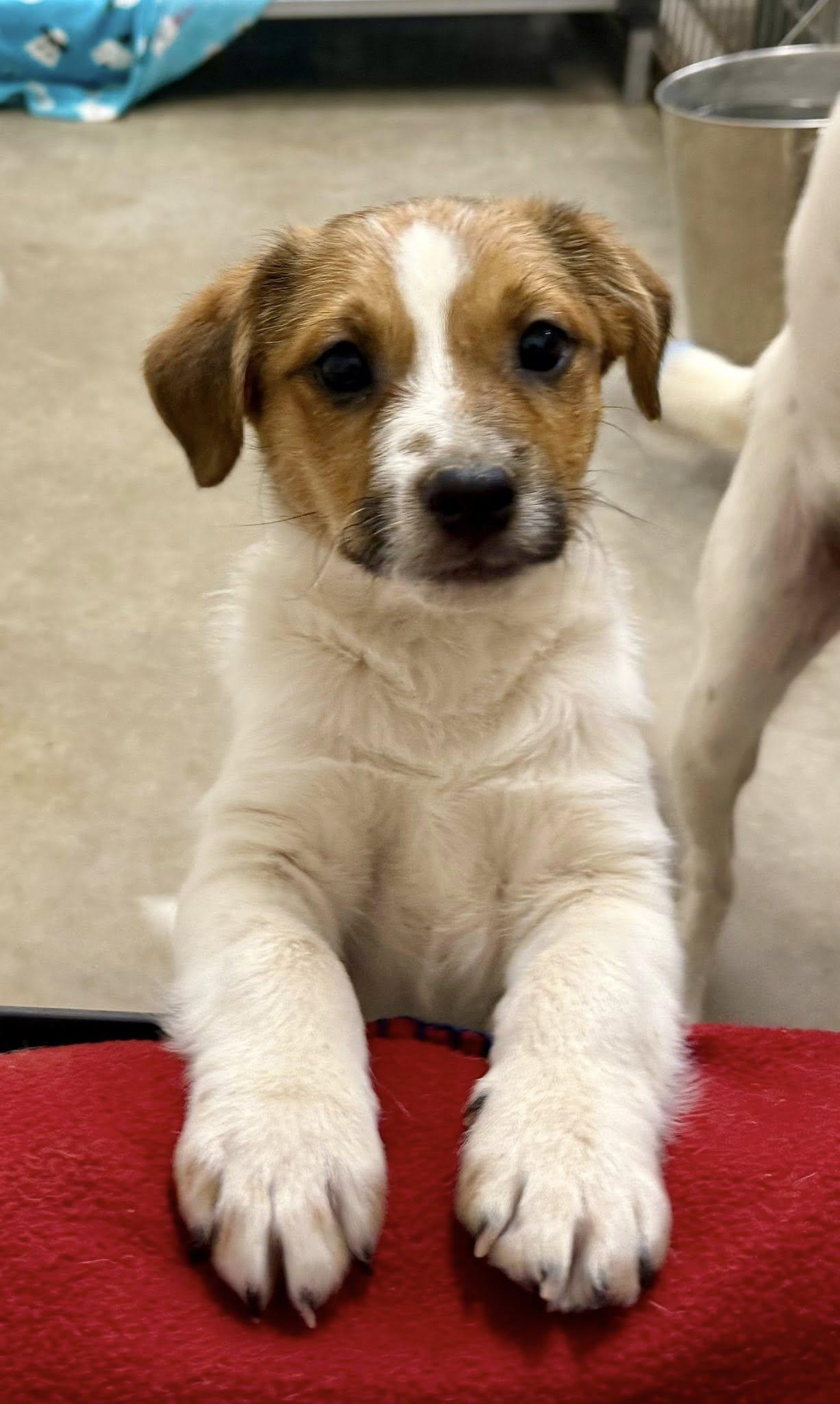 Fletcher, Adoptable, Puppy Male Jack Russell Terrier & Australian Cattle Dog / Blue Heeler.