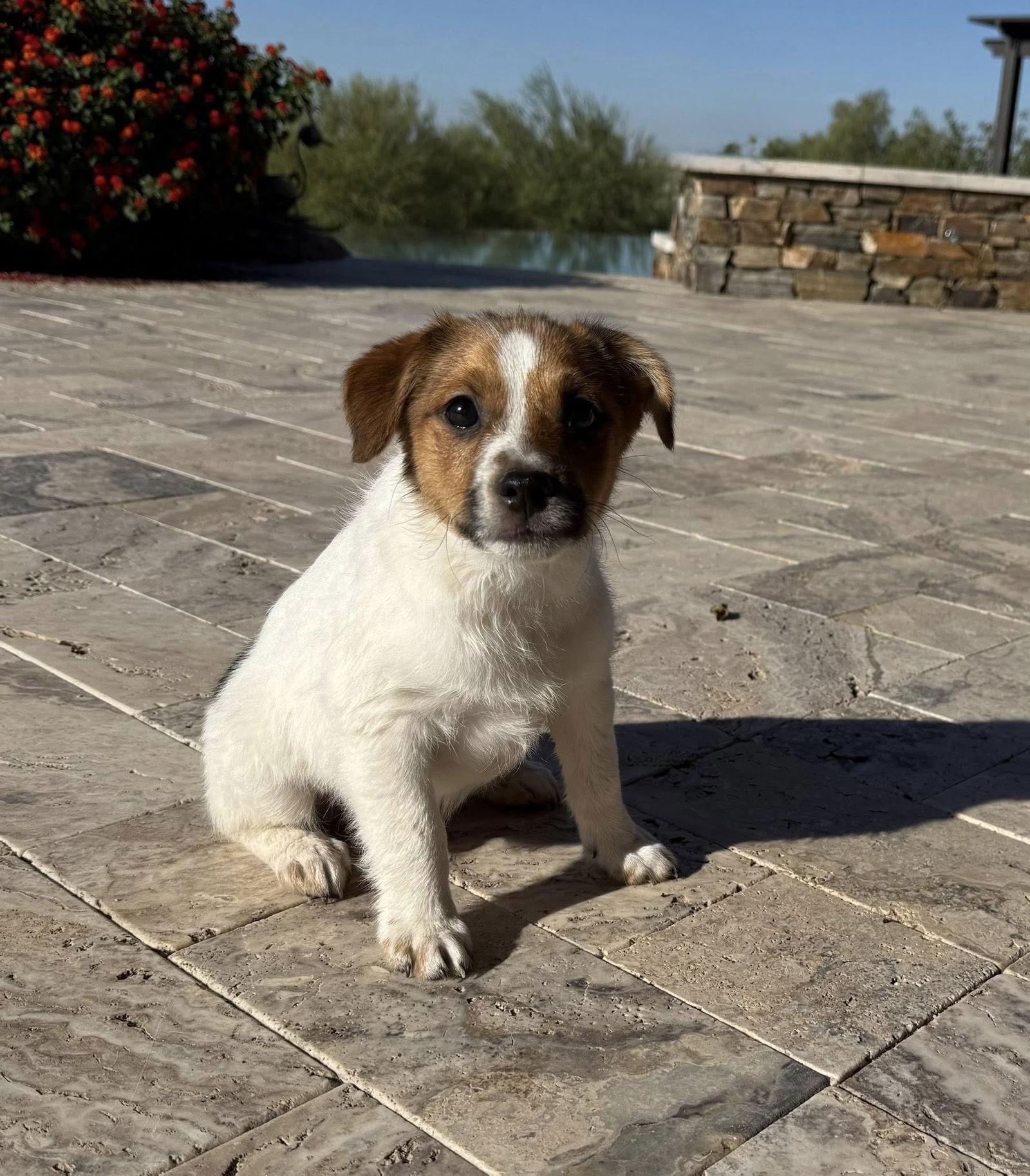 Fletcher, a Adoptable mixed breed in Phoenix, AZ image 2/3