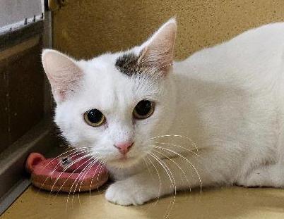 Mittzi, Adoptable, Adult Female Domestic Short Hair.