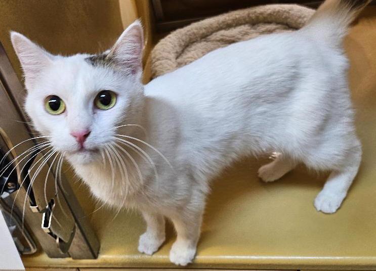Enlarge Mittzi, a Adoptable Domestic Short Hair in Tulsa, OK image 2/4