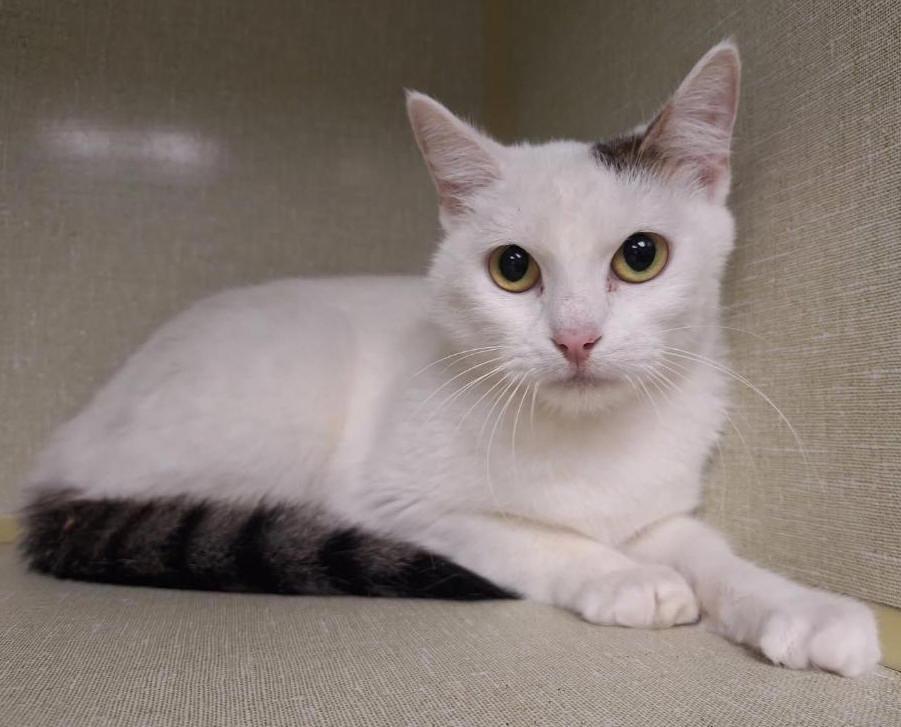 Enlarge Mittzi, a Adoptable Domestic Short Hair in Tulsa, OK image 3/4