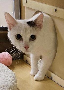 Enlarge Mittzi, a Adoptable Domestic Short Hair in Tulsa, OK image 4/4