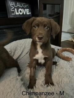 Enlarge Chimpanzee, a Adoptable Australian Shepherd in Hillside, IL image 1/3