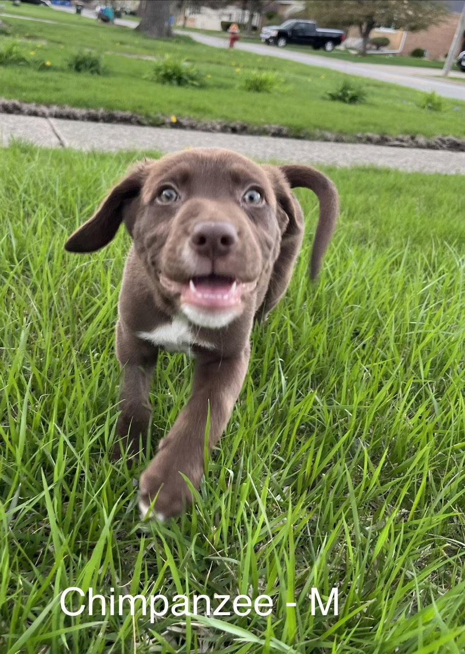 Enlarge Chimpanzee, a Adoptable Australian Shepherd in Hillside, IL image 2/3