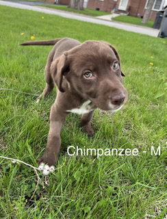 Enlarge Chimpanzee, a Adoptable Australian Shepherd in Hillside, IL image 3/3