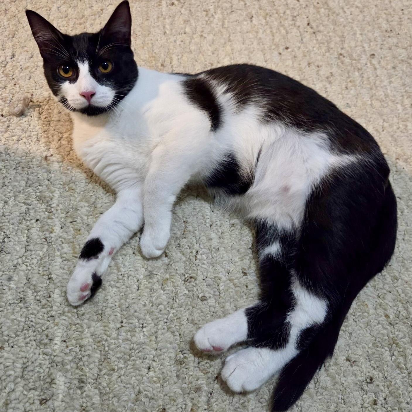 Enlarge Oswald Cobblepot, a Adoptable Domestic Short Hair in Wilsonville, OR image 2/6