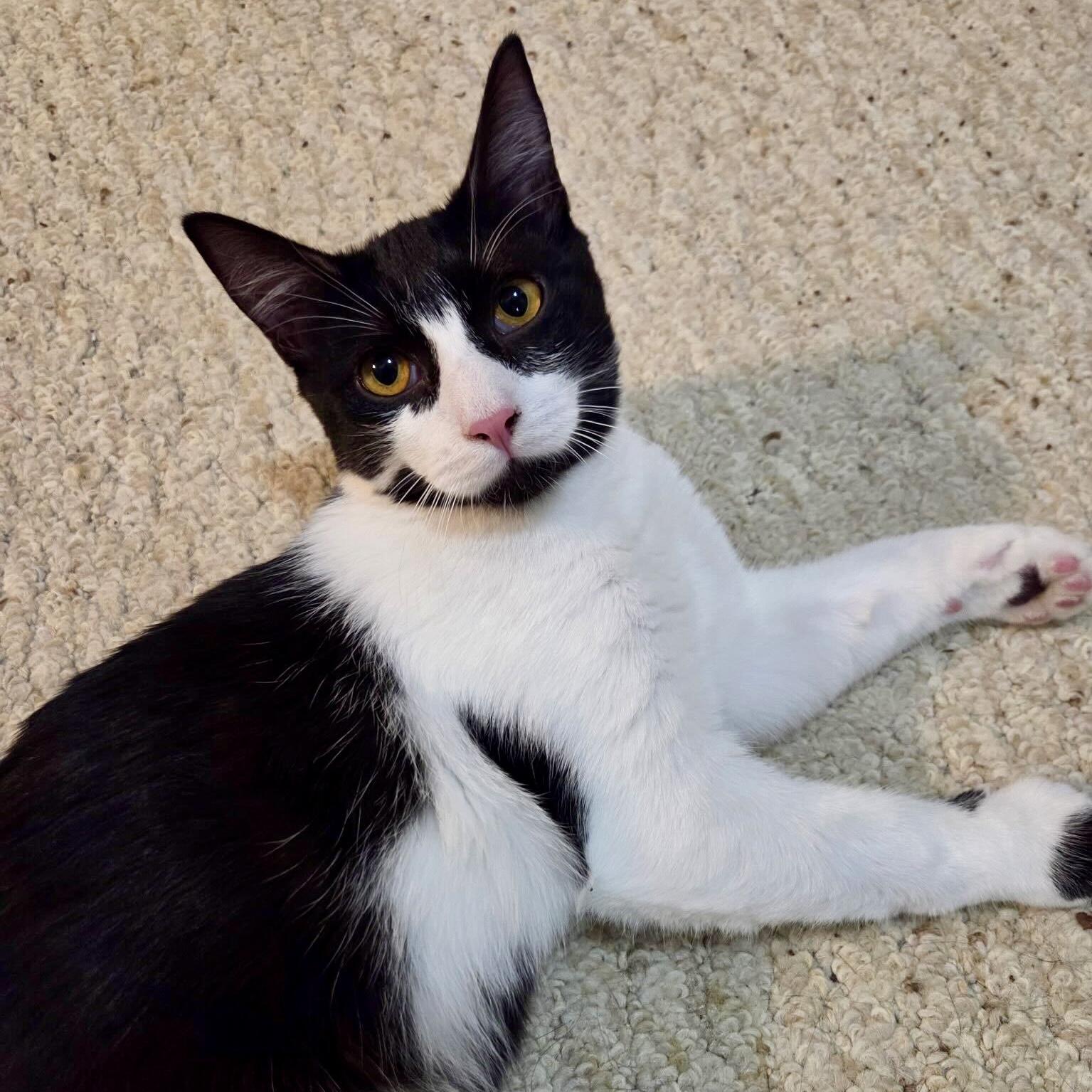 Enlarge Oswald Cobblepot, a Adoptable Domestic Short Hair in Wilsonville, OR image 3/6