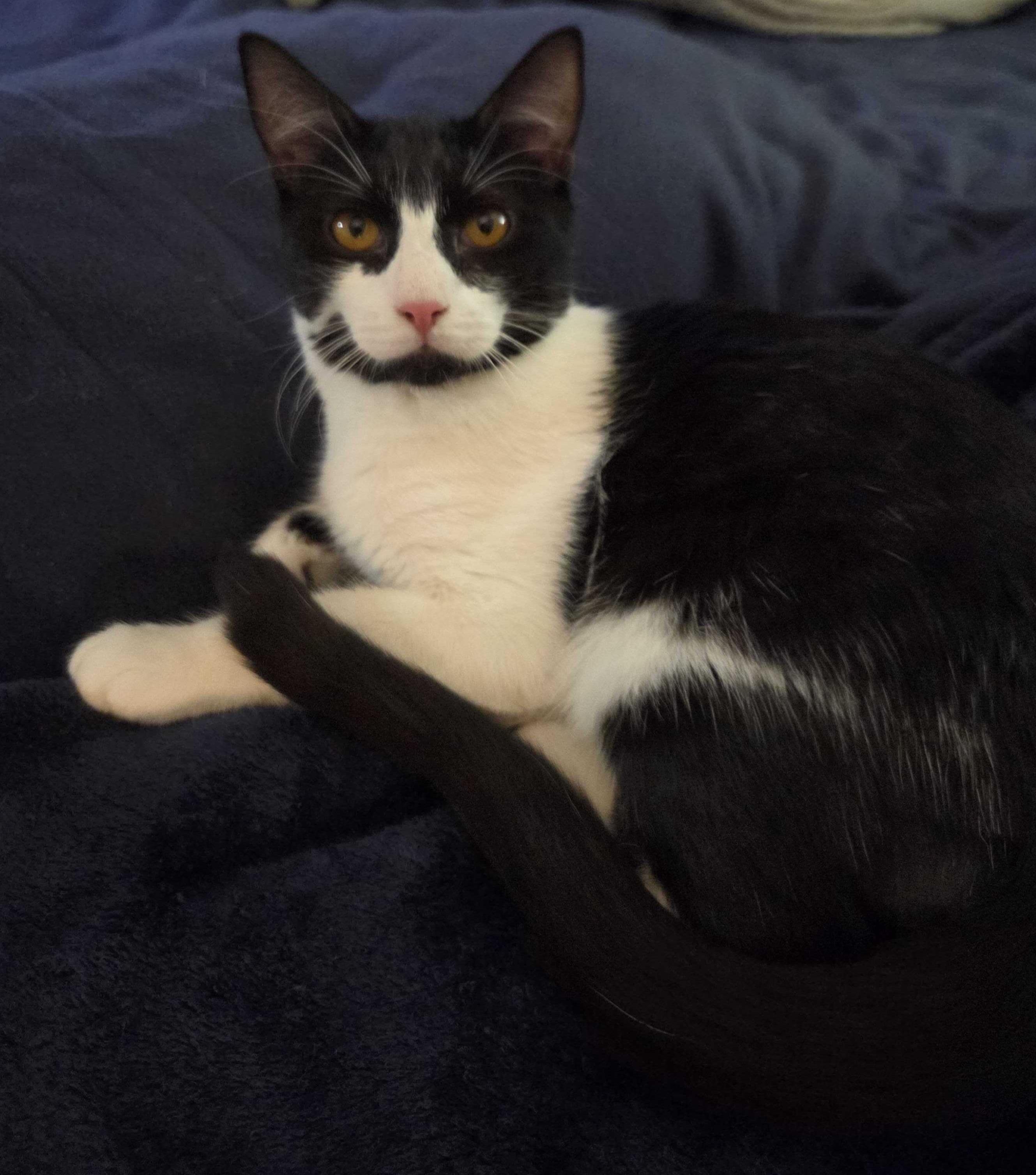 Enlarge Oswald Cobblepot, a Adoptable Domestic Short Hair in Wilsonville, OR image 4/6