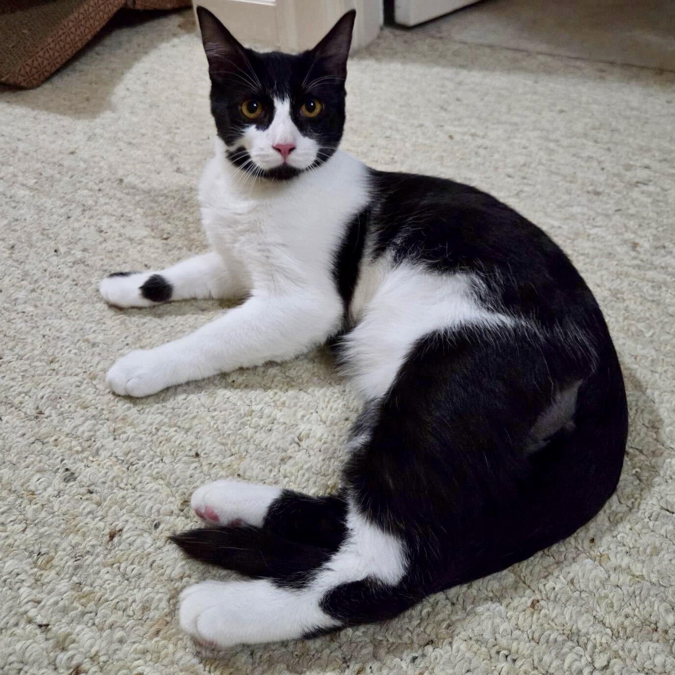 Enlarge Oswald Cobblepot, a Adoptable Domestic Short Hair in Wilsonville, OR image 5/6