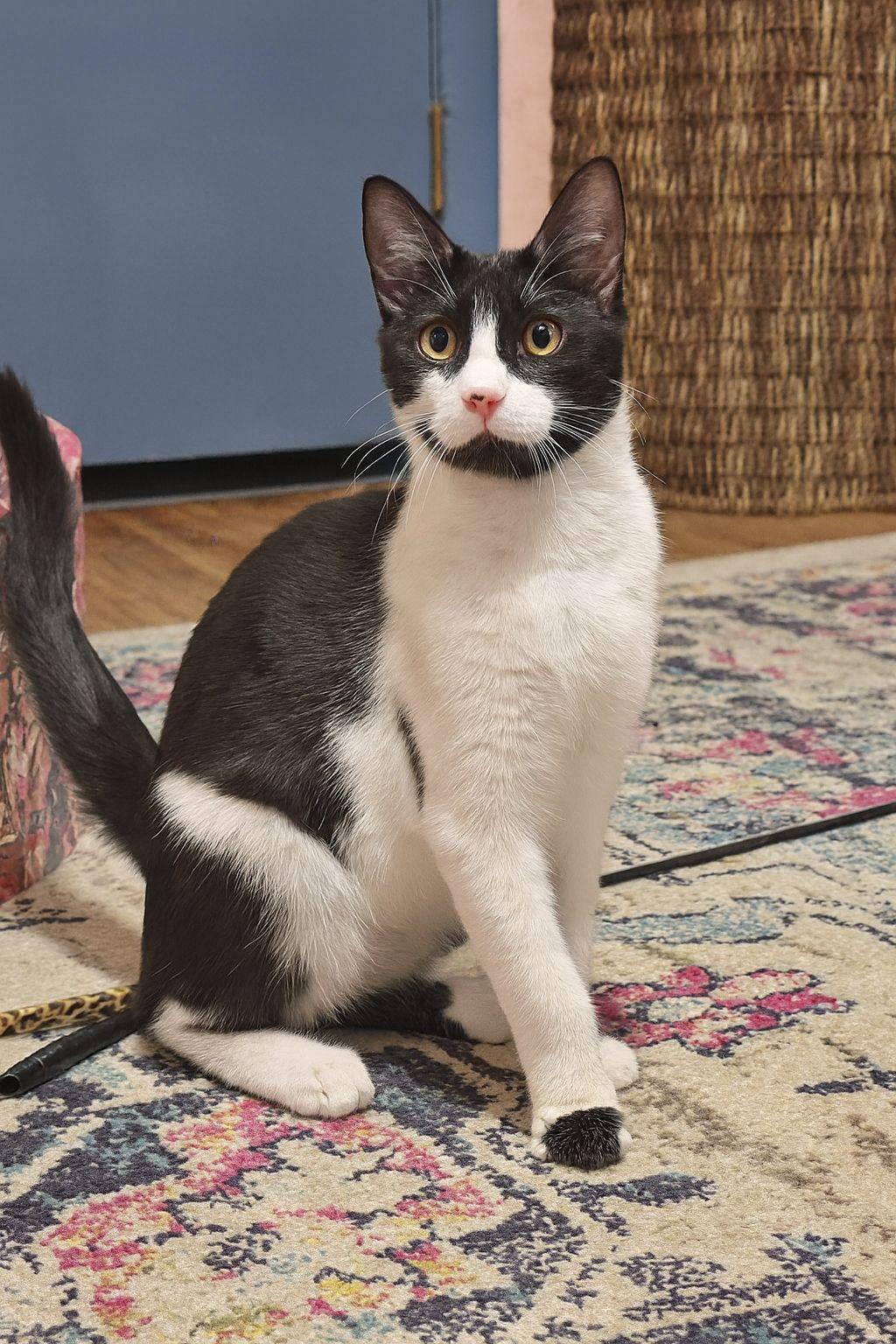 Enlarge Oswald Cobblepot, a Adoptable Domestic Short Hair in Wilsonville, OR image 6/6