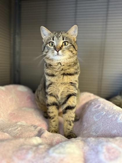 Carmine, a Adoptable mixed breed in Fergus Falls, MN image 1/2