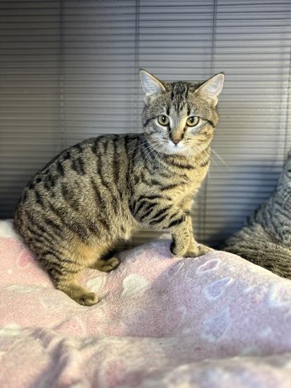 Carmine, a Adoptable mixed breed in Fergus Falls, MN image 2/2