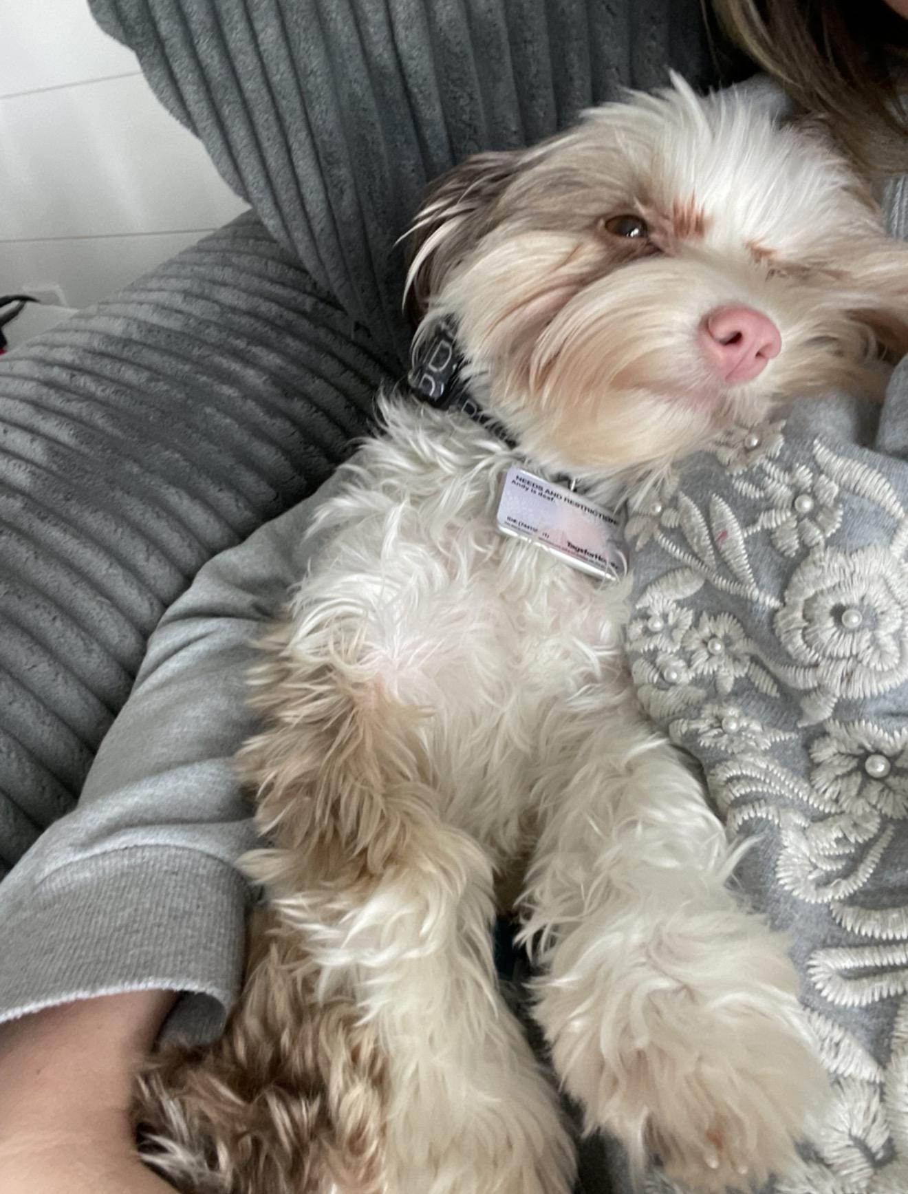 Andy, Adoptable, Adult Male Yorkshire Terrier & Miniature Schnauzer.
