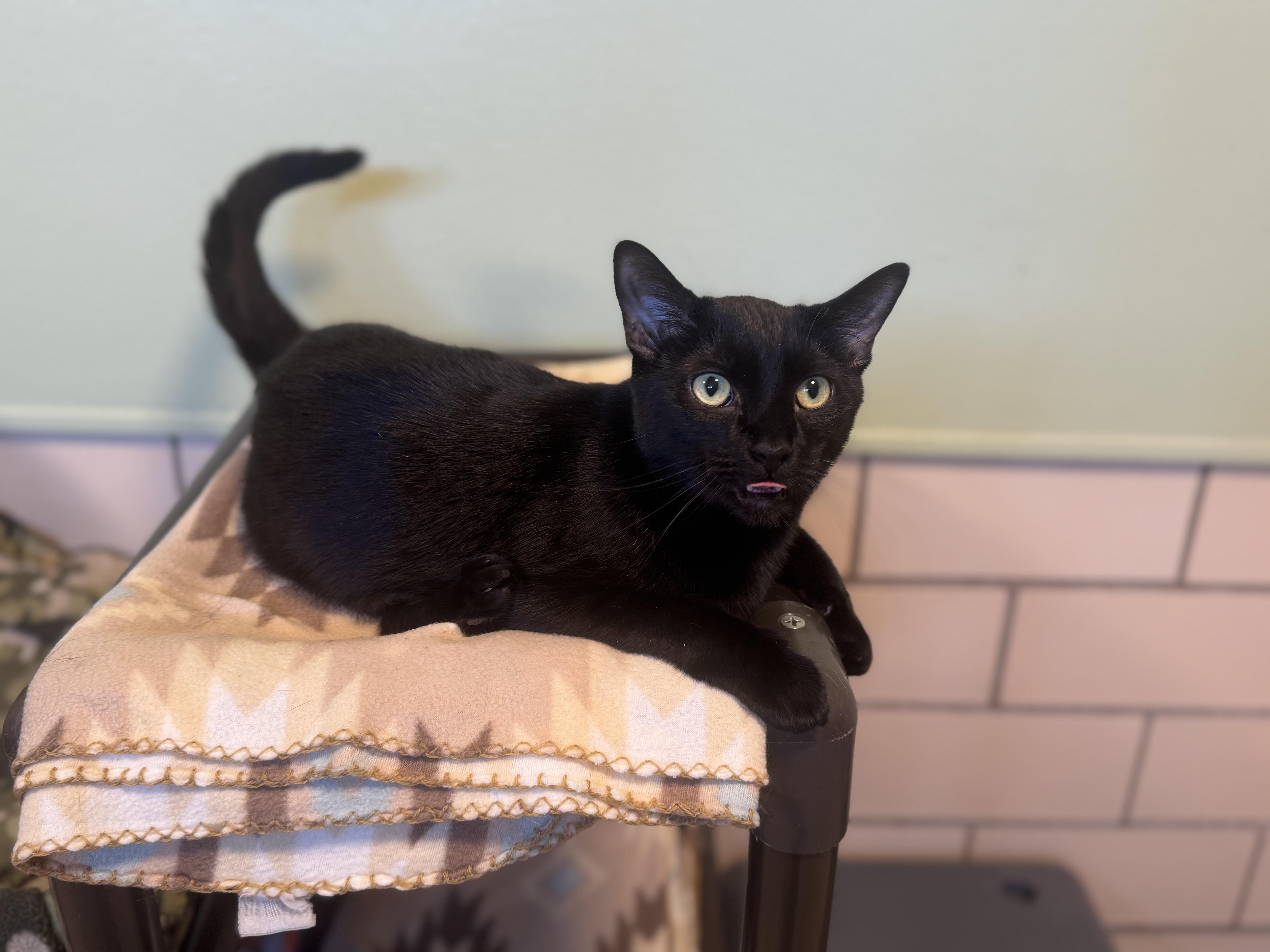 CHARLOTTE, an adoptable American Shorthair in Pueblo, CO, 81005 | Photo Image 1