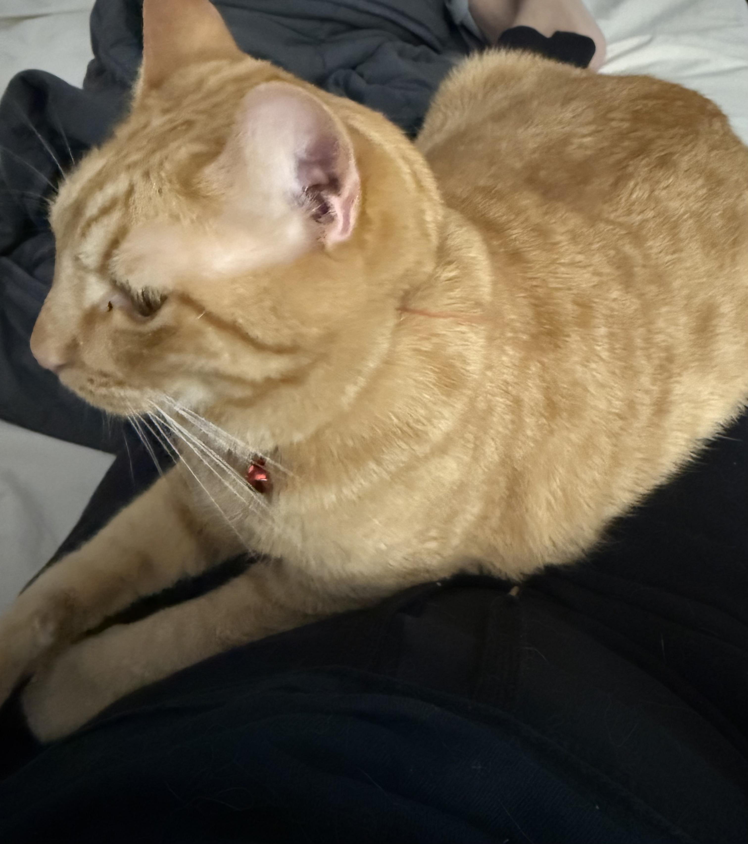 Victor (Adoption Fee Sponsored)