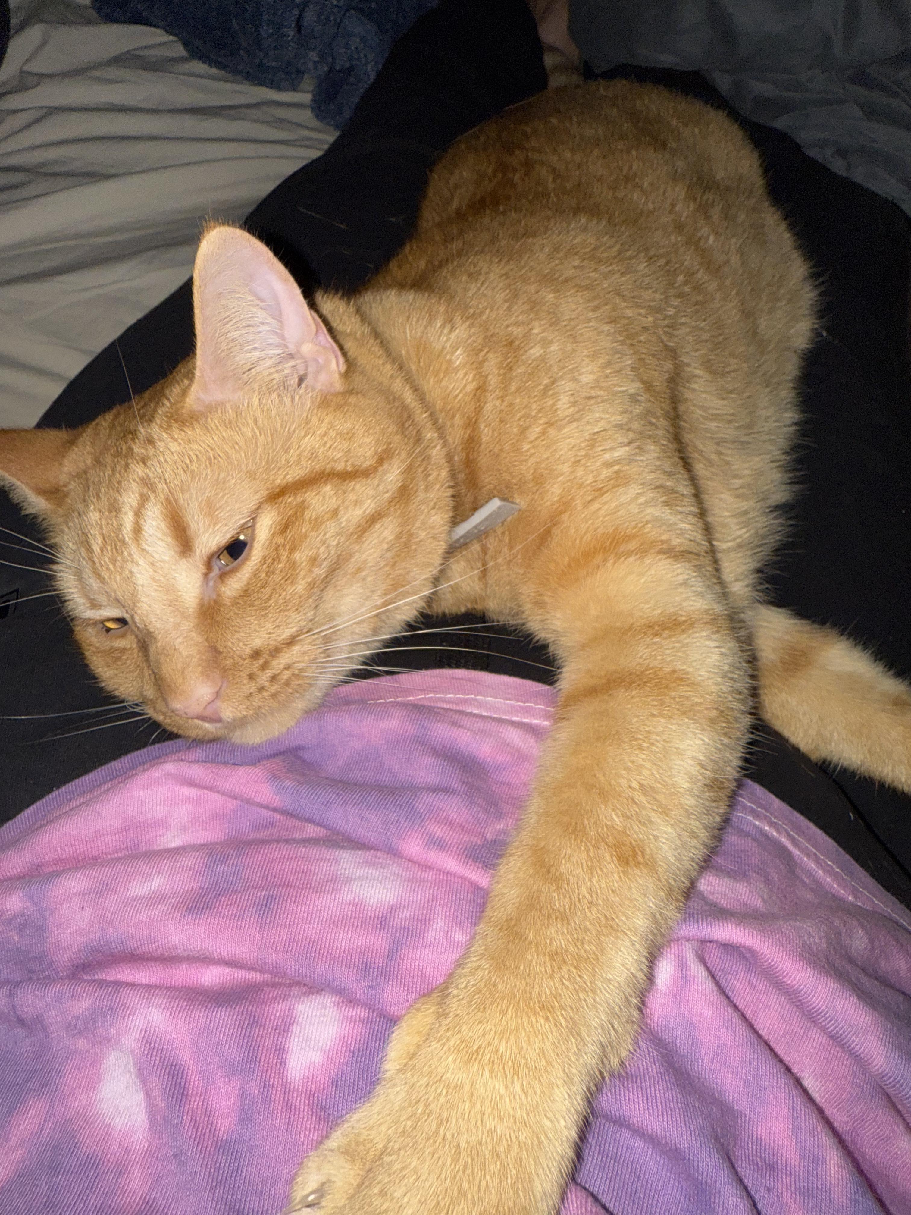 Victor (Adoption Fee Sponsored)