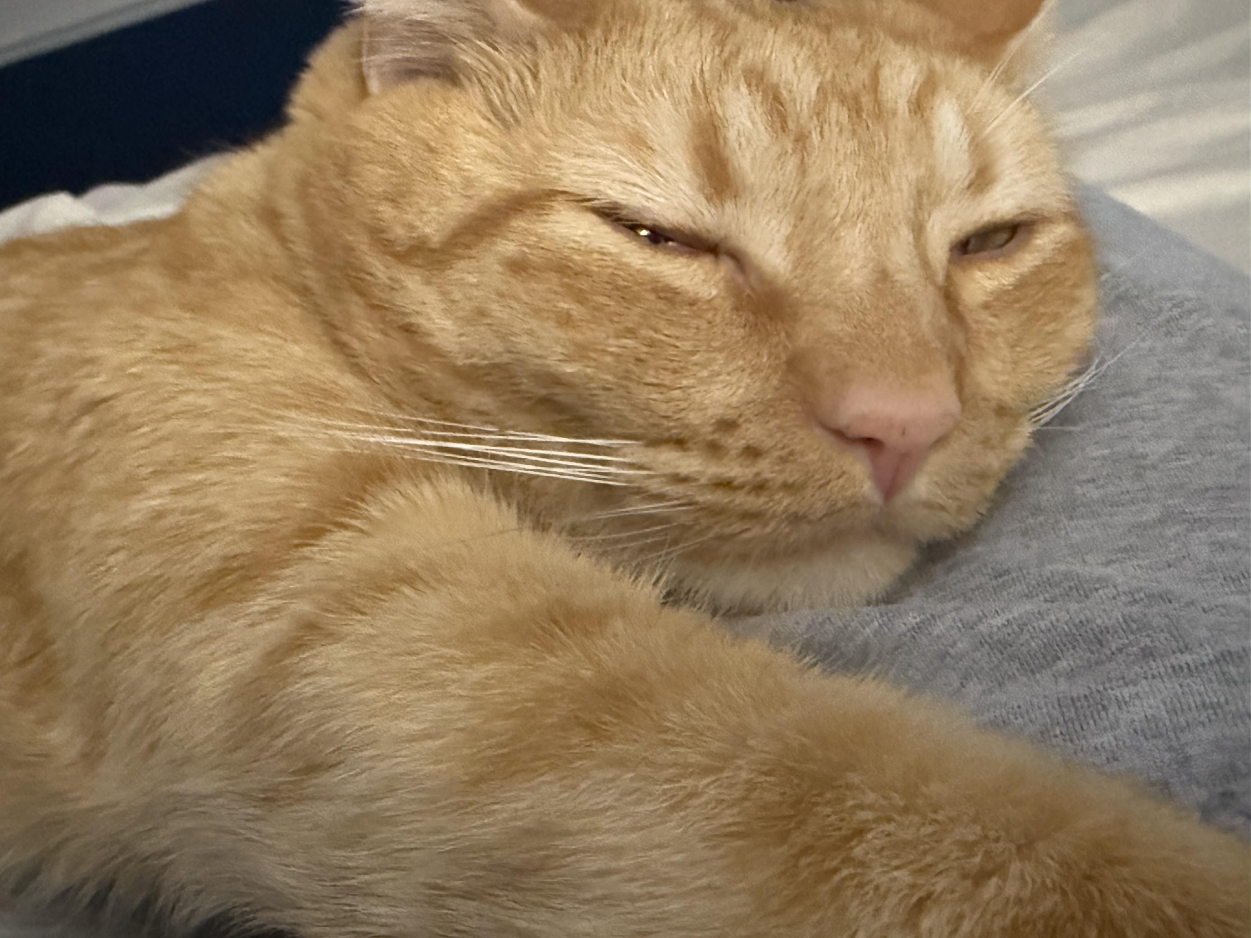 Victor (Adoption Fee Sponsored)