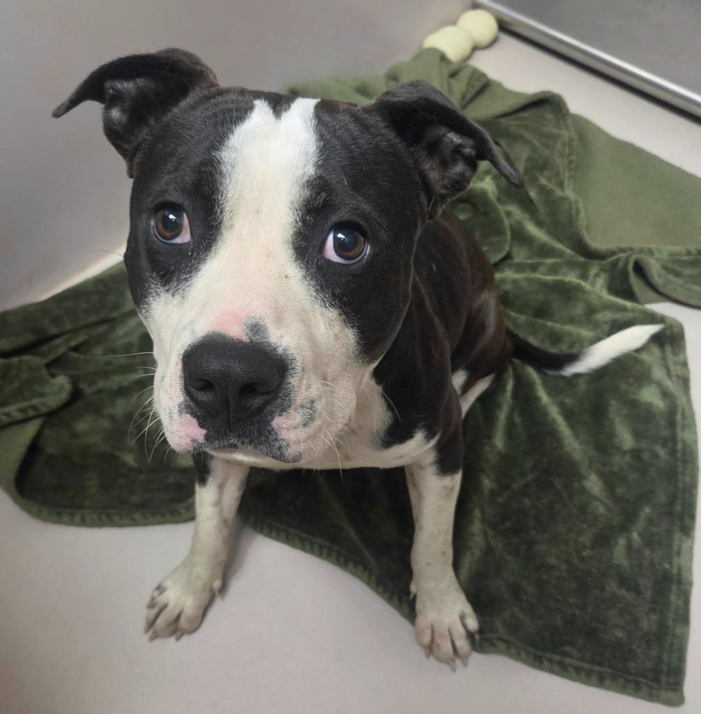 Rodeo, Adoptable, Young Male Boxer & Terrier.