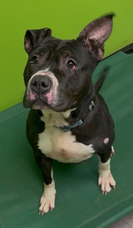 Zara, Adoptable, Adult Female Mixed Breed.