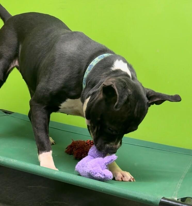 Enlarge Zara, a Adoptable Mixed Breed in Osseo, MI image 2/6