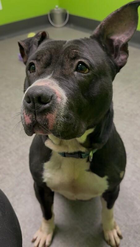 Enlarge Zara, a Adoptable Mixed Breed in Osseo, MI image 3/6
