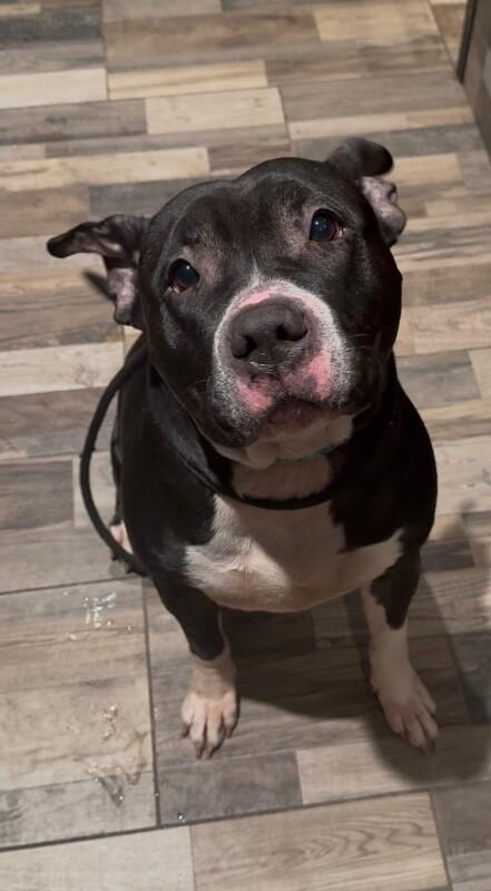 Enlarge Zara, a Adoptable Mixed Breed in Osseo, MI image 1/1