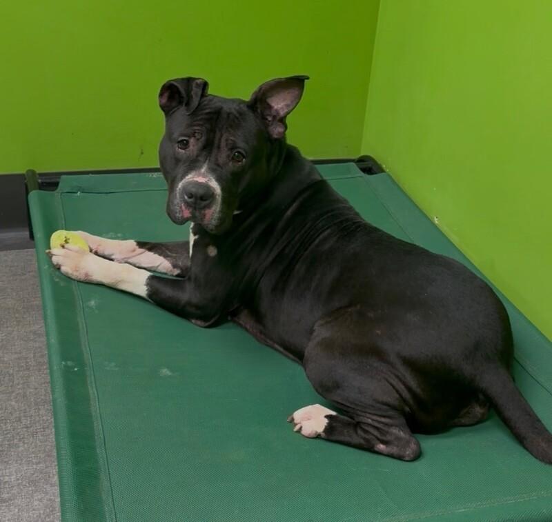 Enlarge Zara, a Adoptable Mixed Breed in Osseo, MI image 6/6