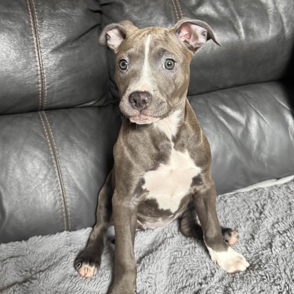 Enlarge Rosita - Sesame Street Litter - AVAILABLE, a Adoptable Pit Bull Terrier in Seattle, WA image 2/6