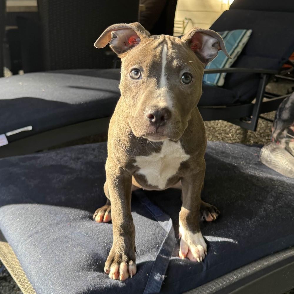 Enlarge Rosita - Sesame Street Litter - AVAILABLE, a Adoptable Pit Bull Terrier in Seattle, WA image 3/6