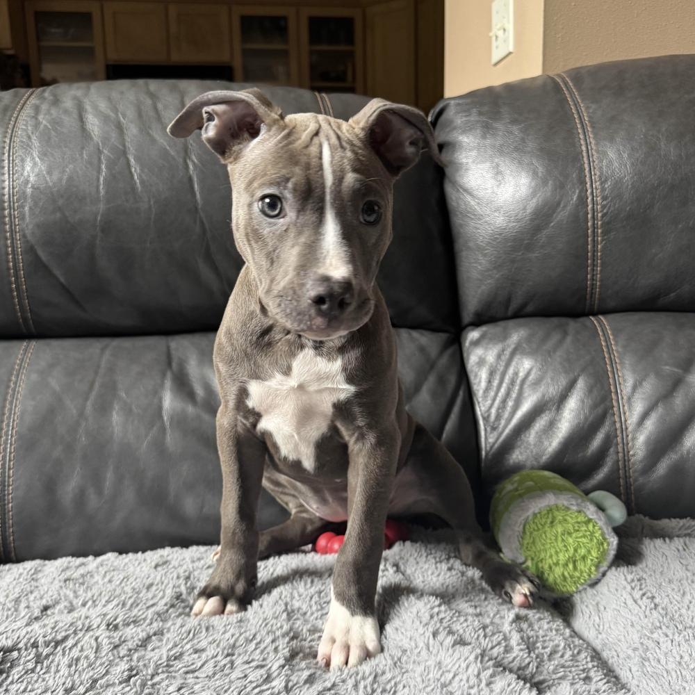 Enlarge Rosita - Sesame Street Litter - AVAILABLE, a Adoptable Pit Bull Terrier in Seattle, WA image 5/6