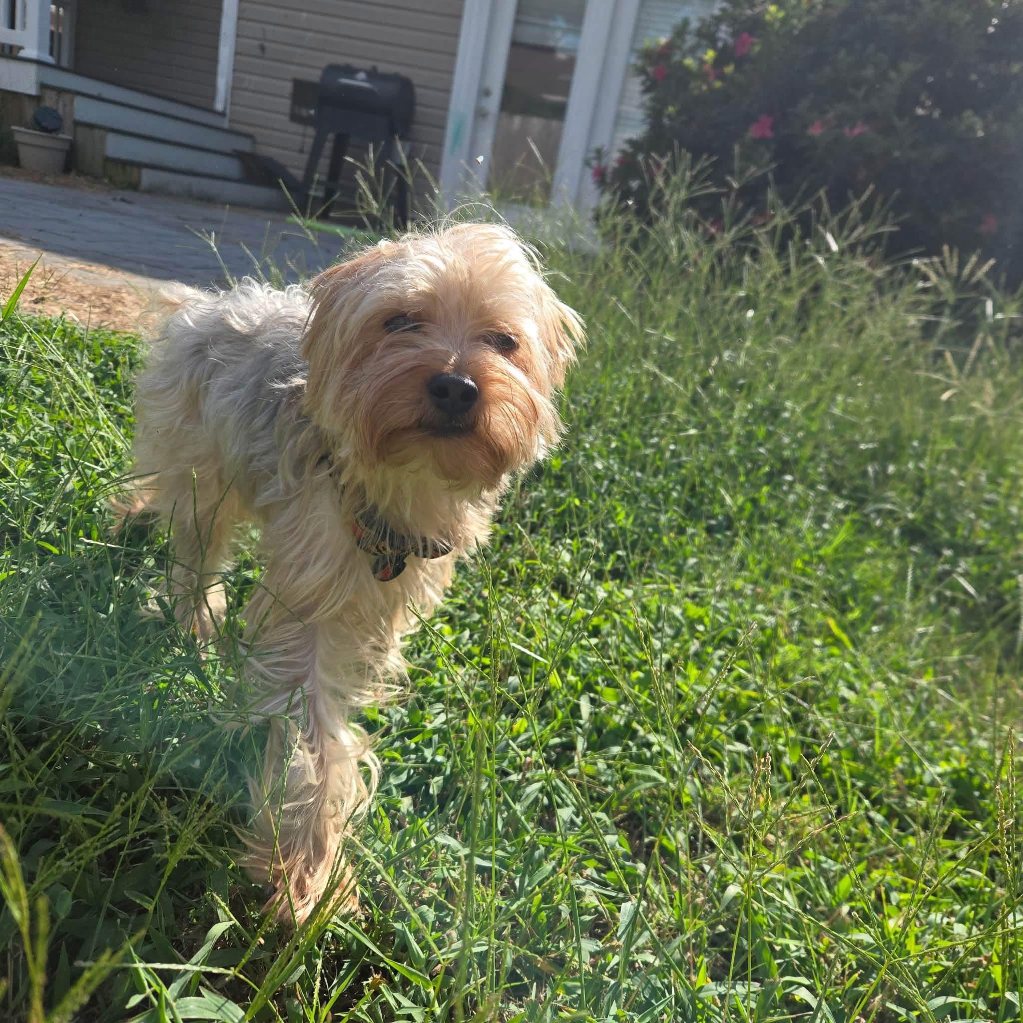 Peanut, Adoptable, Adult Male Yorkshire Terrier.