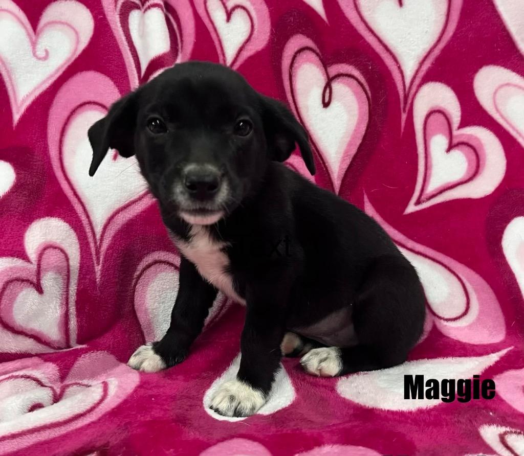 Maggie, Adoptable, Puppy Female Mixed Breed.