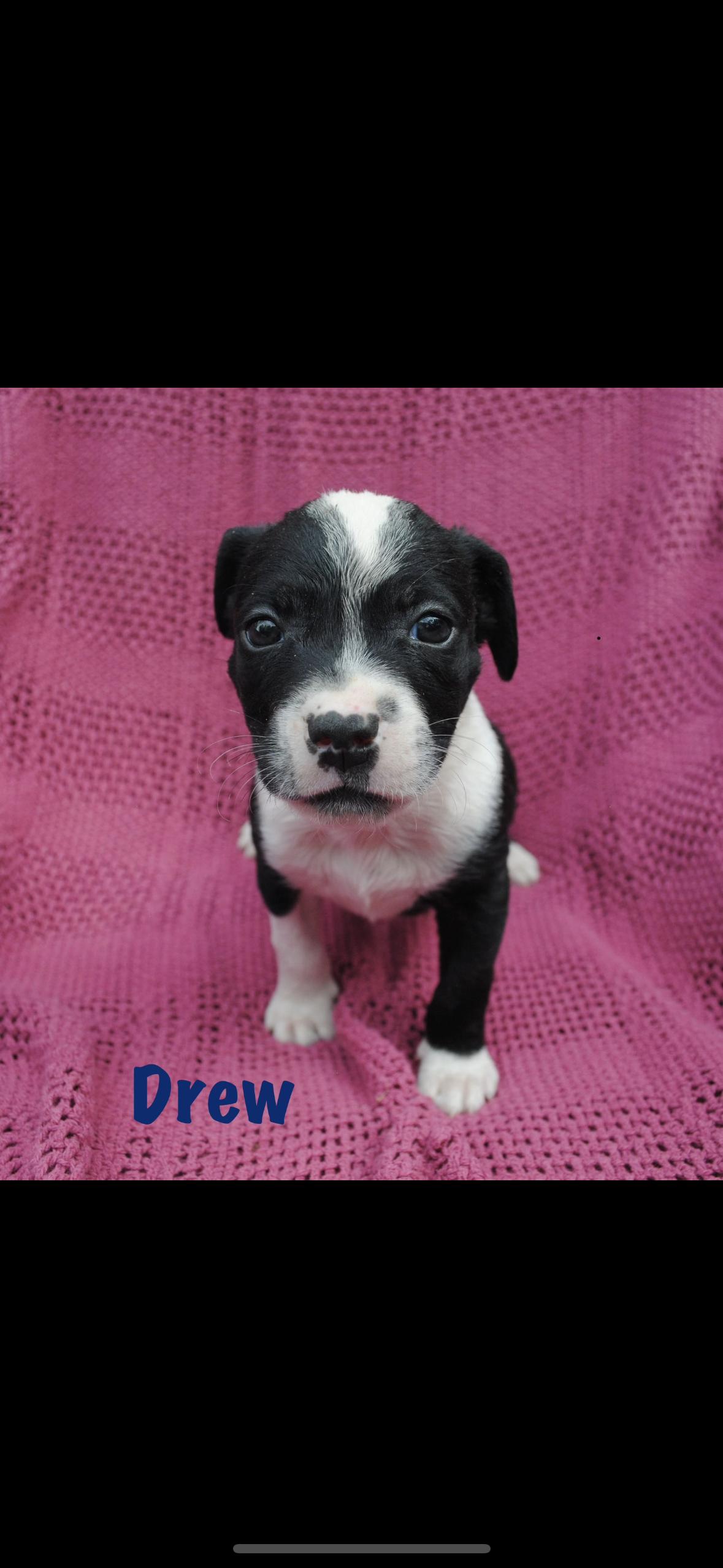 Enlarge Drew, a Adoptable mixed breed in seaside heights, NJ image 1/2