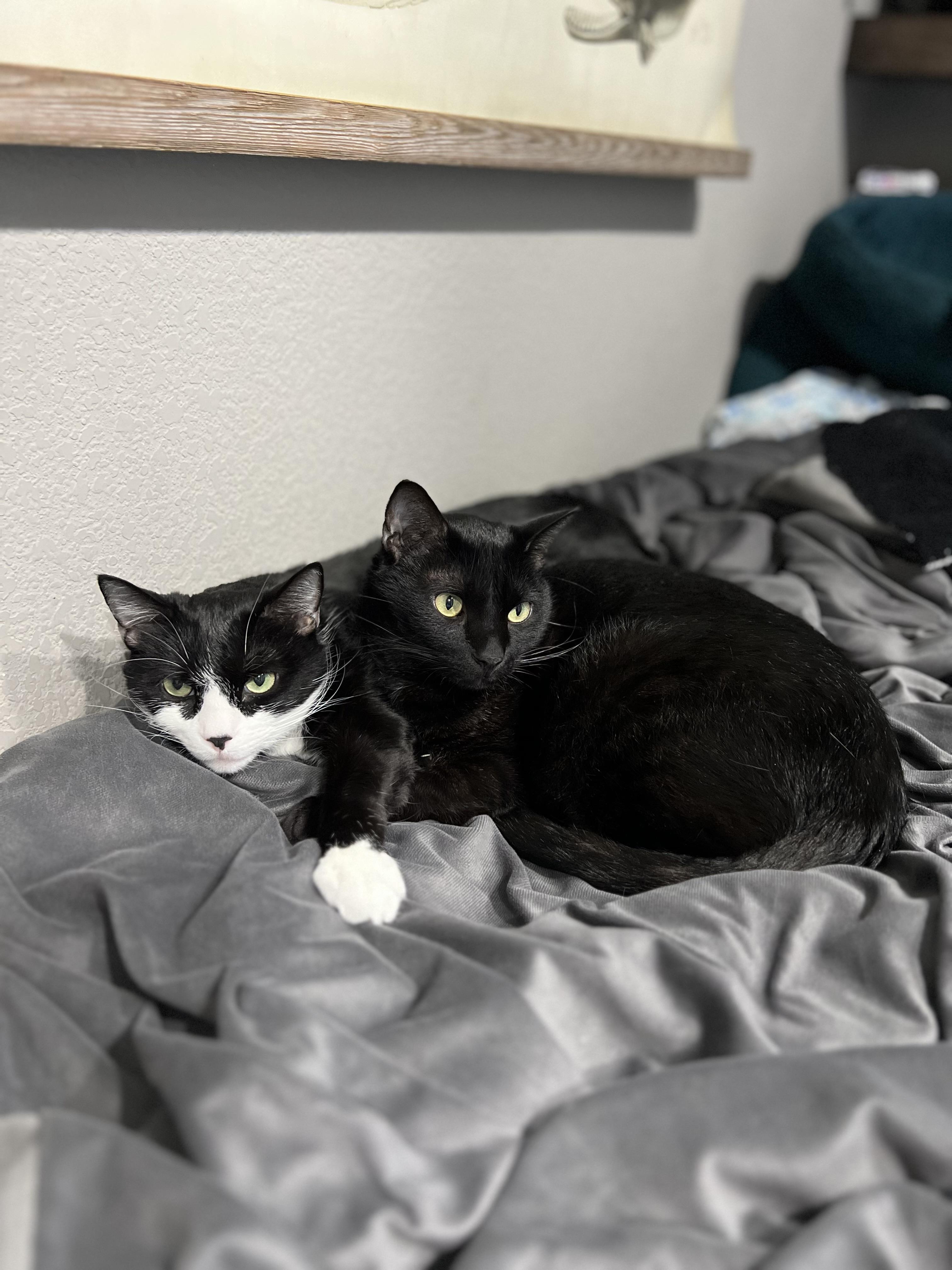 Enlarge Shenal & Max, a Adoptable mixed breed in Parker, TX image 2/6