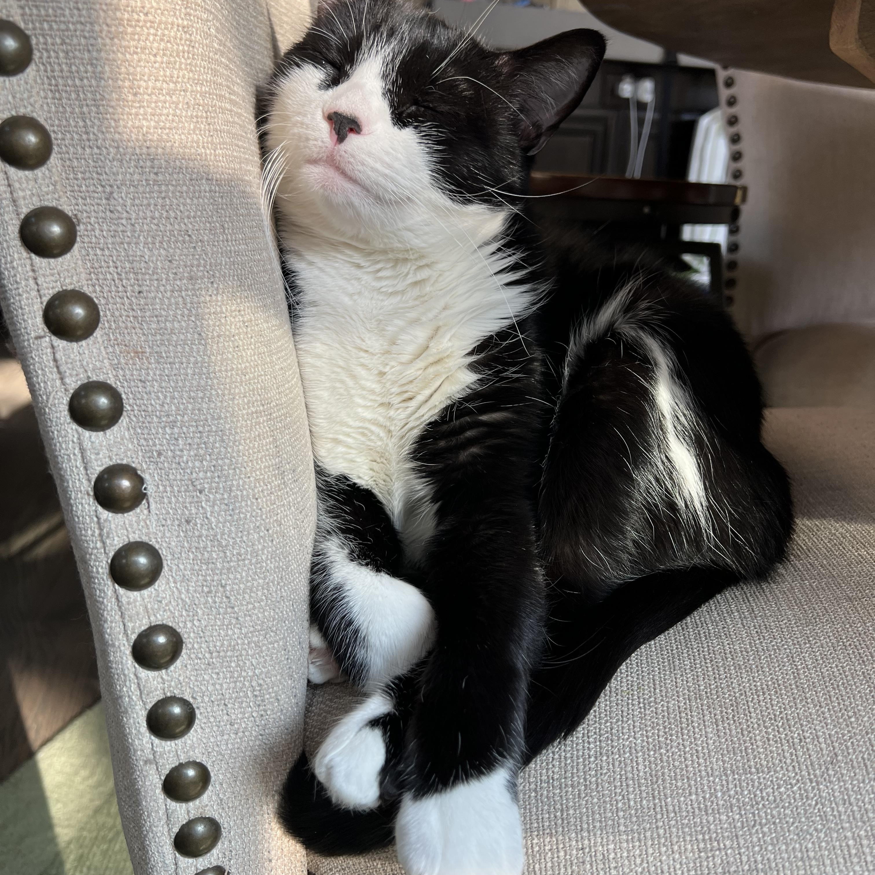 Enlarge Shenal & Max, a Adoptable mixed breed in Parker, TX image 3/6