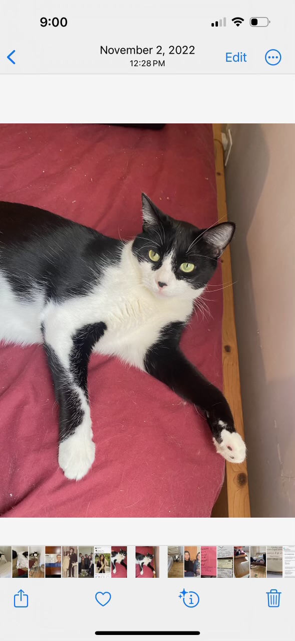 Enlarge Shenal & Max, a Adoptable mixed breed in Parker, TX image 4/6