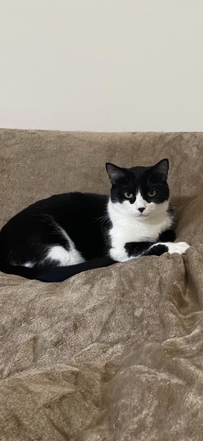 Enlarge Shenal & Max, a Adoptable mixed breed in Parker, TX image 6/6