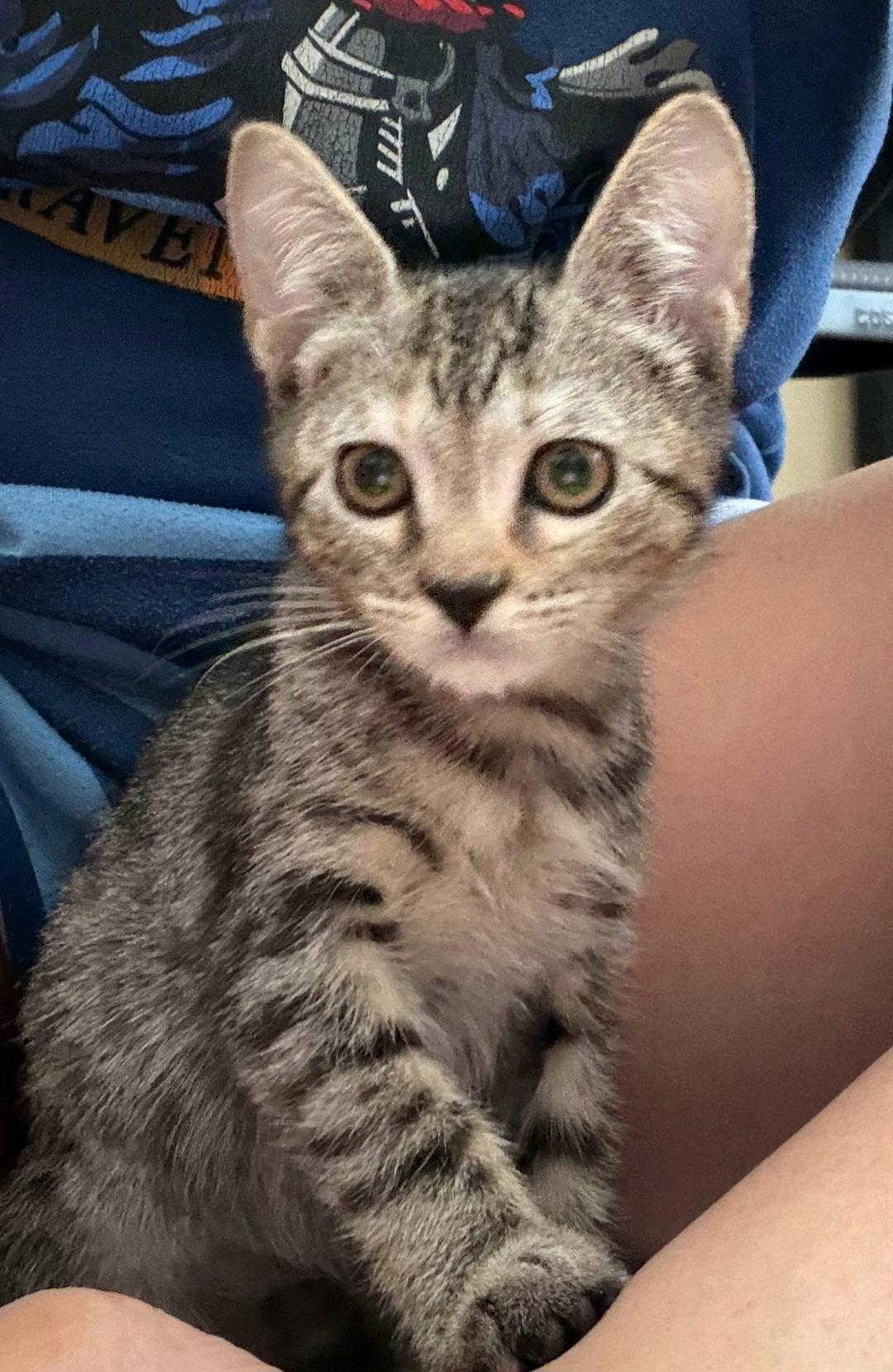 Enlarge Eleanor, a Adoptable Tabby in Sanford, FL image 1/1